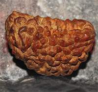 One mukhi 121- 32x14.5x20
